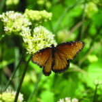 SG Monarch ‘Queen’ & Milkweed 7 (1)