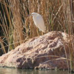 SG Snowy Egret